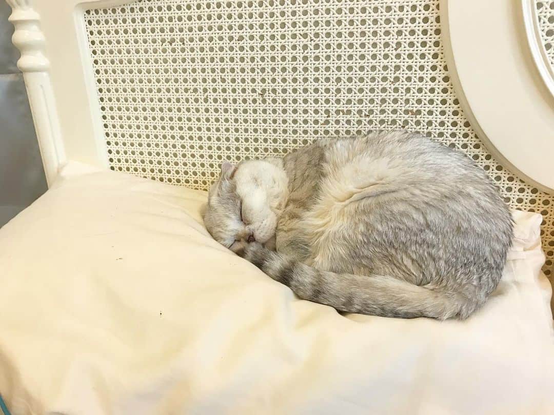 Haruのインスタグラム：「I’m just a little kitty cat searching for love. #lonelyheart #haruthecat #เหมี๊ยว #แมวเหมียวตัวเล็กจิดริด #ขอนอนบนหมอนนะแม่นะ」