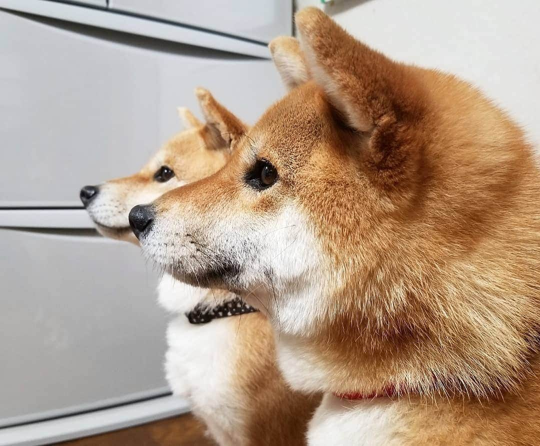 柴犬たま Shibainu Tamaのインスタグラム