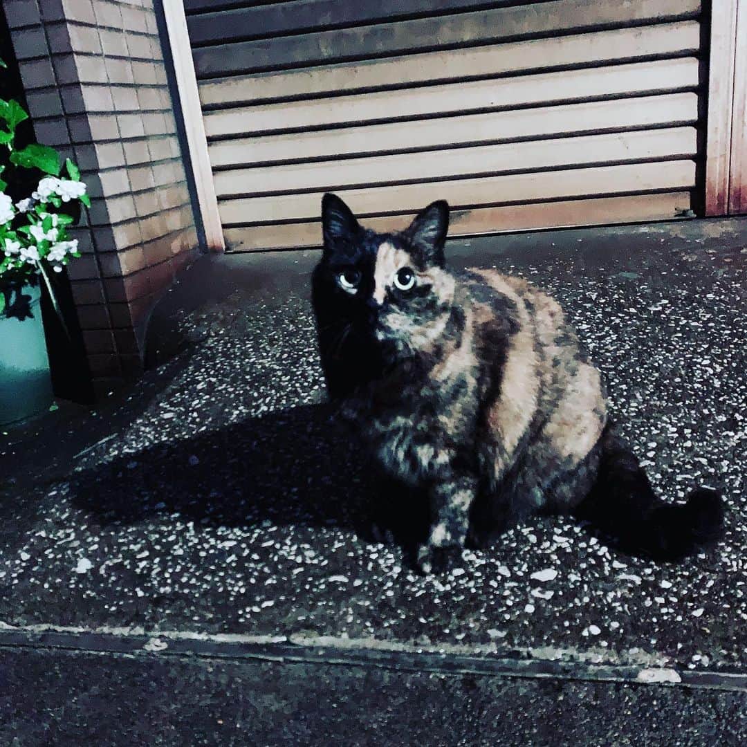SATOKOさんのインスタグラム写真 - (SATOKOInstagram)「半分黒猫ちゃんに遭遇した。 かあいい。なつっこかった。 夜で上手に写せず残念(*´Д｀*) #catstagram #streetcat」5月21日 19時28分 - fc_satoko