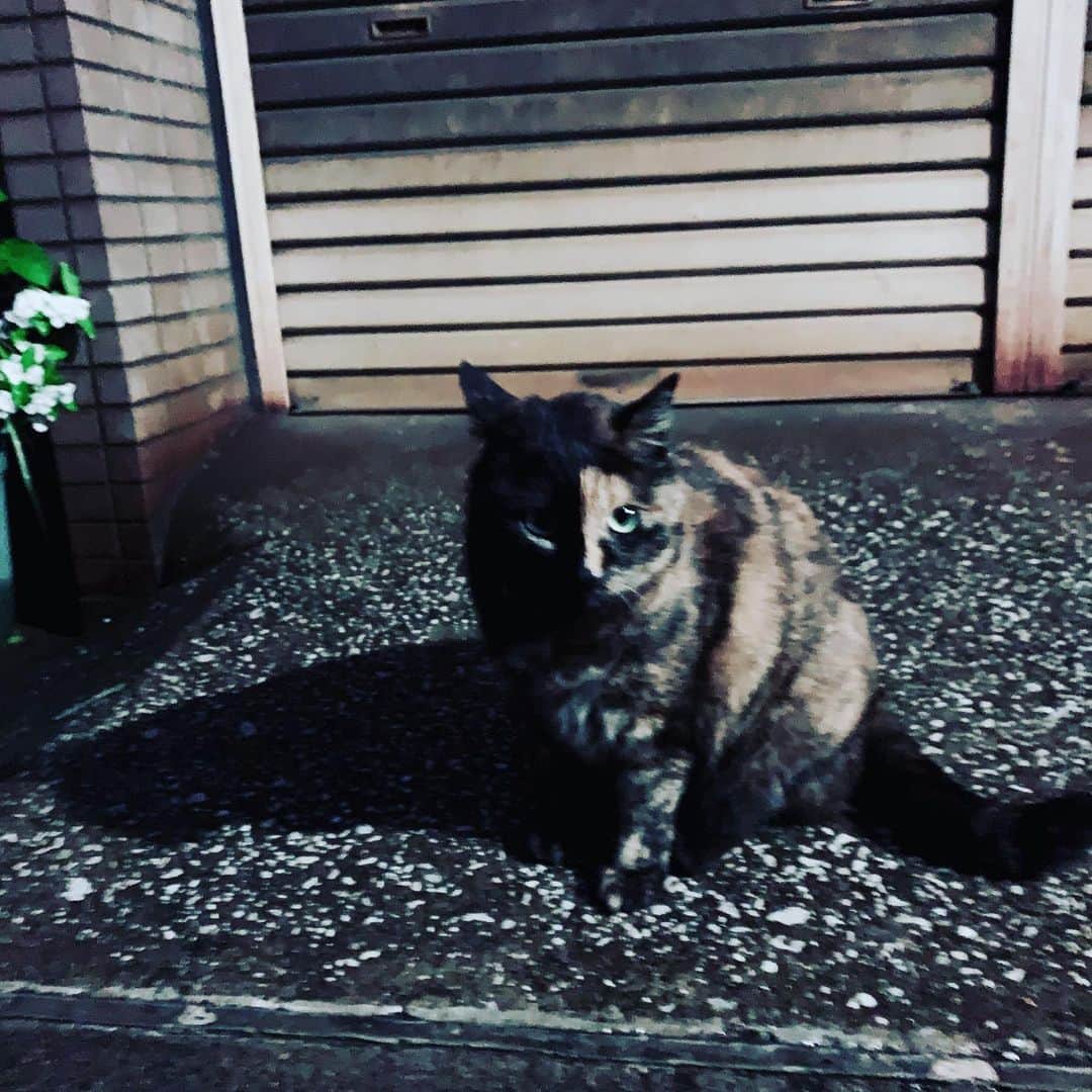 SATOKOさんのインスタグラム写真 - (SATOKOInstagram)「半分黒猫ちゃんに遭遇した。 かあいい。なつっこかった。 夜で上手に写せず残念(*´Д｀*) #catstagram #streetcat」5月21日 19時28分 - fc_satoko