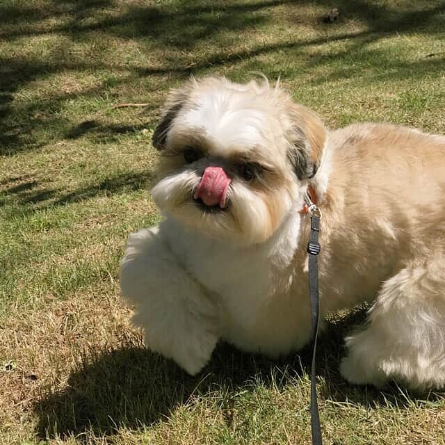 りんくさんのインスタグラム写真 - (りんくInstagram)「Happy #tongueouttuesday 😝🐶💕 * * * * * 本日、悪天候だった地域の皆さま、大丈夫でしたか❓くれぐれもご注意くださいね☔️🌬」5月21日 19時28分 - link.jpn