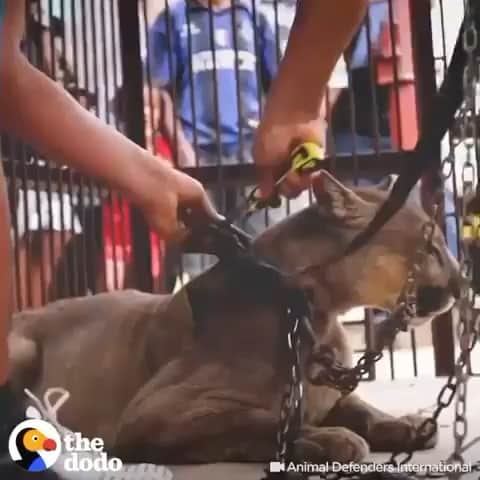 WildLifeのインスタグラム：「Via @thedodo Watch these circus animals taste freedom for the very first time thanks to @animal_defenders_international 🙏👏」