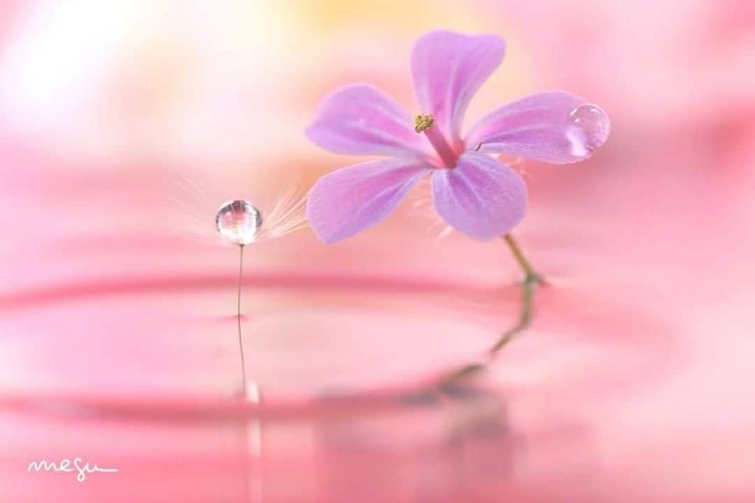 花の写真館のインスタグラム：「Photo by Megumi Ishido.⠀ https://www.facebook.com/megumiphoto⠀ .⠀ Original Post[投稿頂いたURL]⠀ https://www.facebook.com/photo.php?fbid=996231430529252⠀ .⠀ 本アカウントは、 #私の花の写真 をつけてInstagramに投稿された皆さまの花の写真や、「花の写真館」Facebookページで投稿された花の写真を紹介します。⠀ 「花の写真館」Facebookページは、「 @floral.photograph 」のプロフィールにあるURLからご覧ください。⠀ .⠀ #花の写真館 #floralphotograph #floralphoto #flower #flowers #富士フイルム #FUJIFILM⠀ Follow: @floral.photograph」