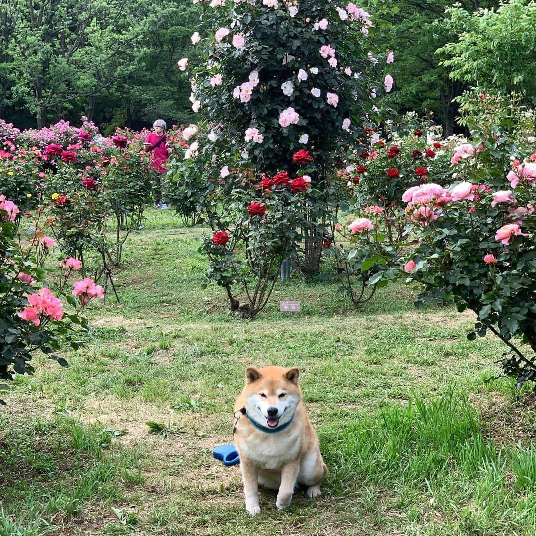 まる（まるたろう）さんのインスタグラム写真 - (まる（まるたろう）Instagram)「Je t’aime from rose garden. ✨🐶🌹✨バラをみるとついやりたくなっちゃうんだよね〜 #まるカル @koguma2990  #すごくよく描けてると思うよ #パパとは大違い #クリソツ #いいね #2990ポイントあげる #ジュテームまるカル」5月21日 19時31分 - marutaro