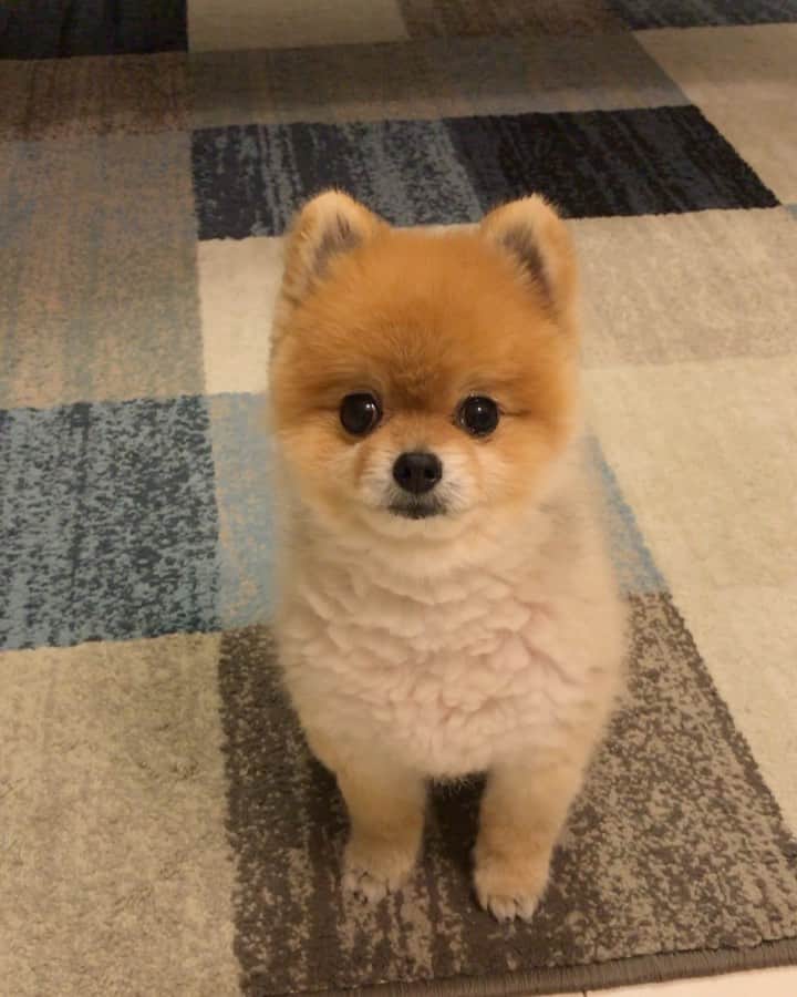 RIO POMEのインスタグラム：「あいかわらず弄ばれるリオ🐶  途中で喋りだしてるのかな❓😆 #ポメラニアン #pomeranian  #犬 #dog #dogstagram#doglover #愛犬 #わんこ #ポメラニアン大好き #ポメラニアンが世界一可愛い #pom #ぽめらにあん #ポメ#pomeraniansofinstagram  #pomeranianlove #ふわもこ部 #いぬバカ部 #癒しわんこ#instapic#pomstagram #puppy #dogsofinstagram #cute#cutedog」