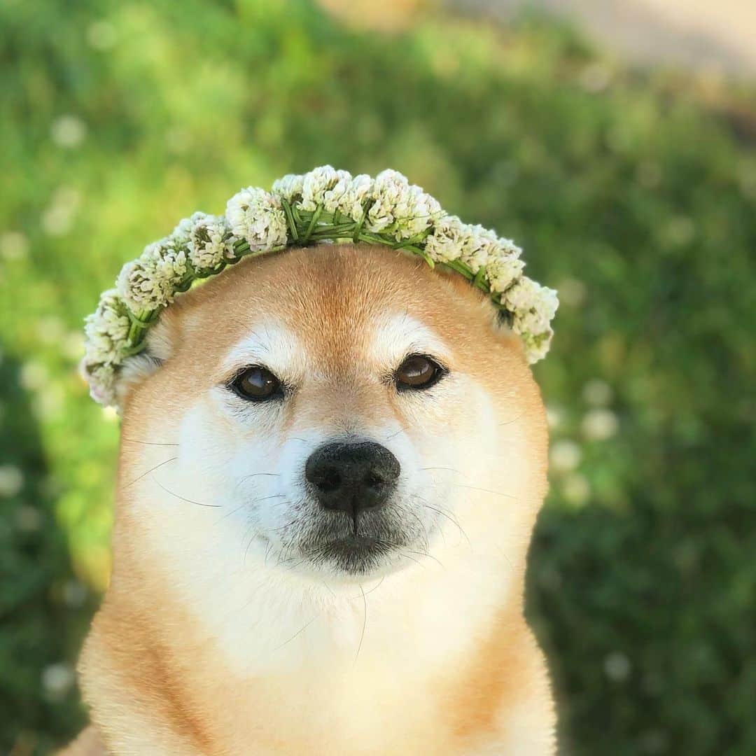 マロたんのインスタグラム：「マロえもん  #sHiba #shibainu」