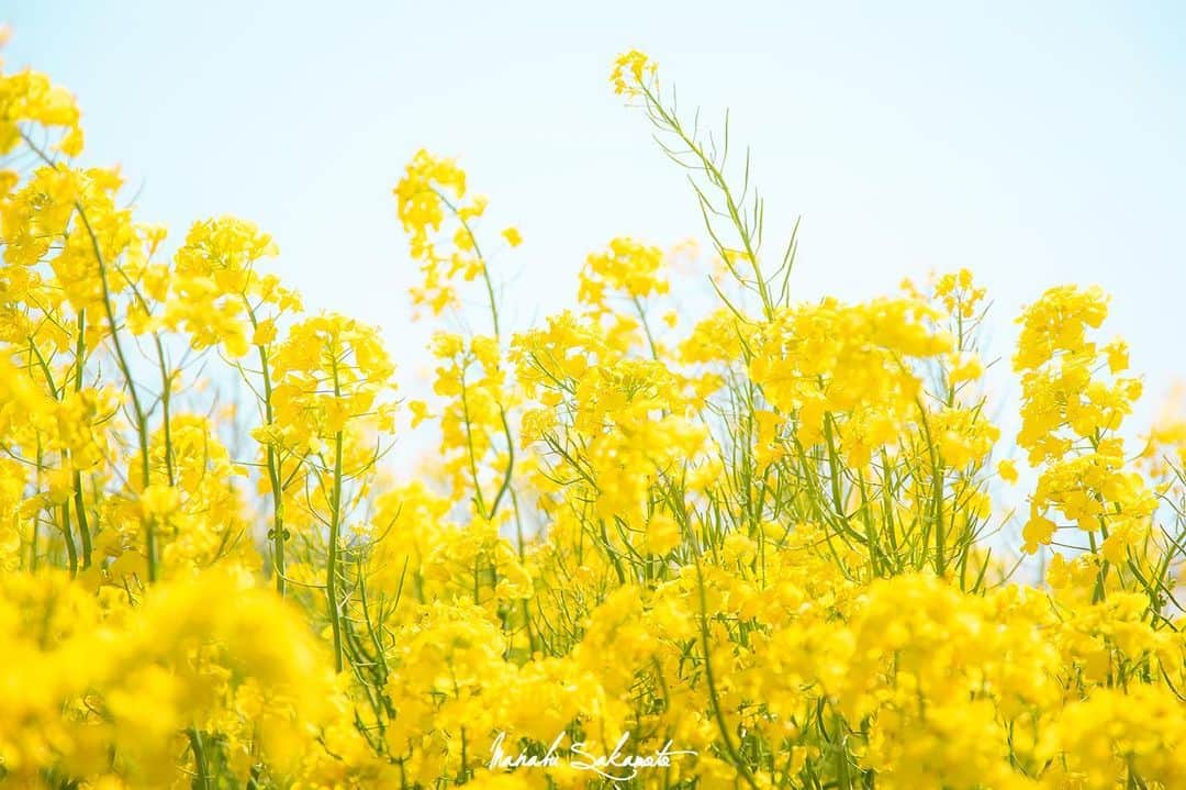 Manabu Sakamotoのインスタグラム：「. Nine of the panel meaning of 「happy yellow」 . . . . . . #moment #tokyocameraclub  #photooftheday #japan #instalike #yellow #colorsjp #naturephotography #canon #フィルムカメラ #写真好きな人と繋がりたい #写真部 #黄色 #なのはな #東京カメラ部 #写真が好き #キャノン #カメラ男子  #カメラ女子 #ig_japan #写真撮ってる人と繋がりたい #カメラのある生活 #pics_jp  #ファインダー越しの私の世界  #菜の花 #カメラ部 #ありがとう」