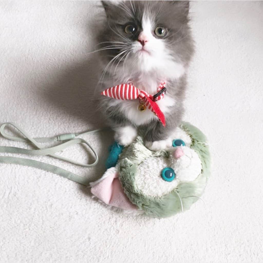 DirtyOrangeのインスタグラム：「猫のインスタ作りました😽 良かったら覗いてみて下さい〜！！ 親バカなんでめっちゃ更新していきます🔥🔥🔥」