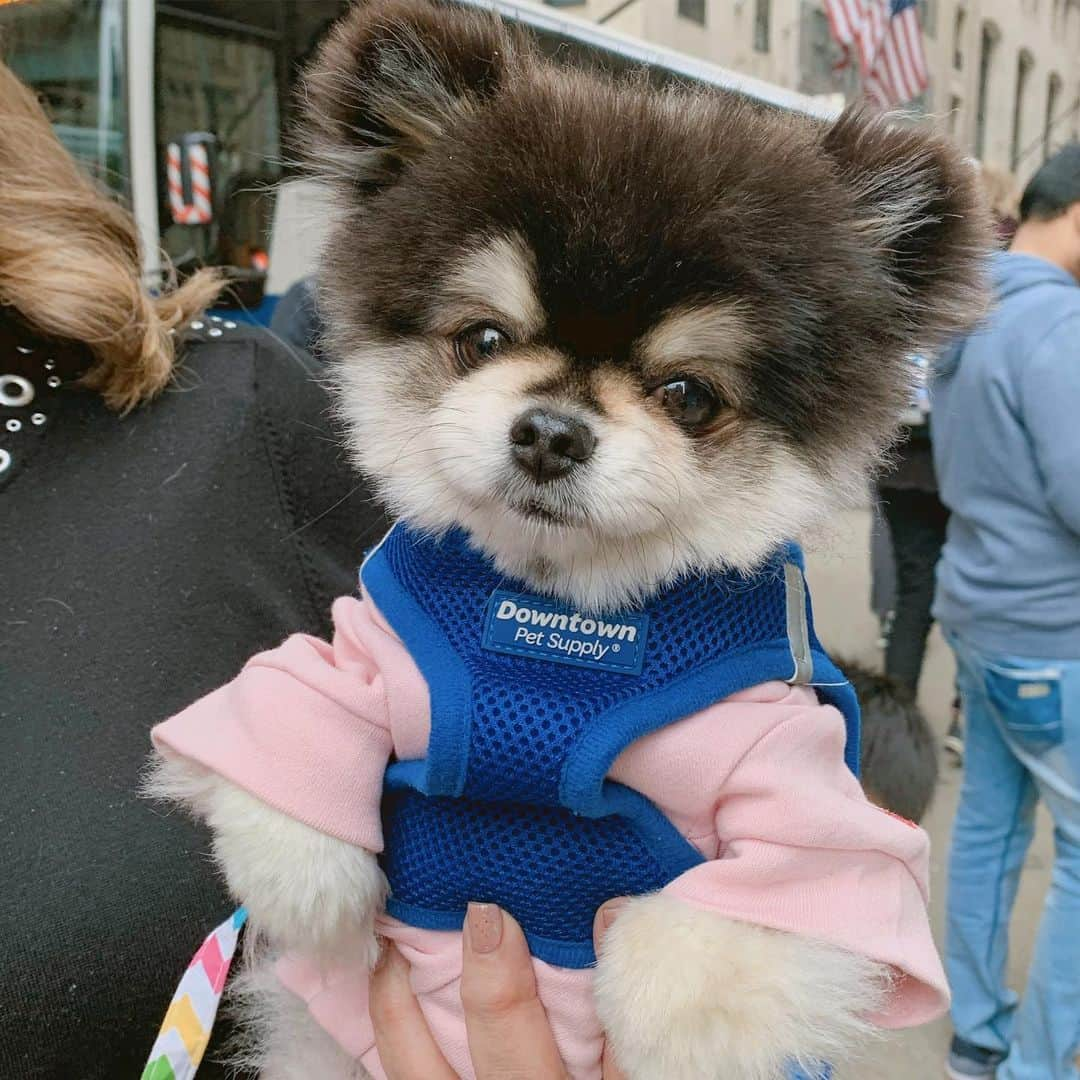 カン・ギョンミンさんのインスタグラム写真 - (カン・ギョンミンInstagram)「여행 중 만났던 댕댕이들 긔엽월,, 🐶」5月21日 19時59分 - kkmmmkk