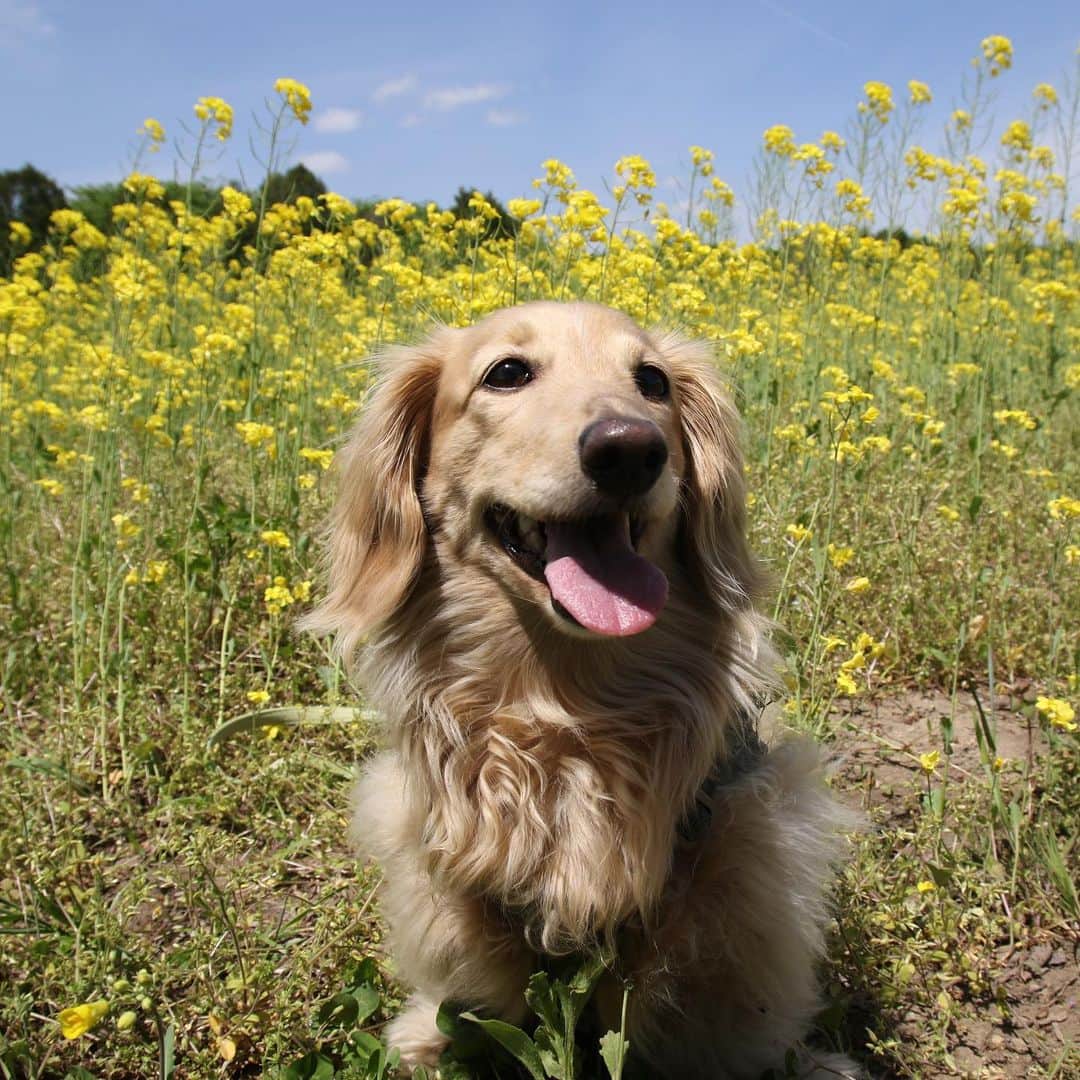 のインスタグラム：「🌼🐶🌼 #菜の花  #カメラ嫌い同好会 #pecoいぬ部 #犬の生活が第一 #癒しわんこ #dachshund #犬バカ部 #短足部 #ふわもこ部 #tokyocameraclub #東京カメラ部」