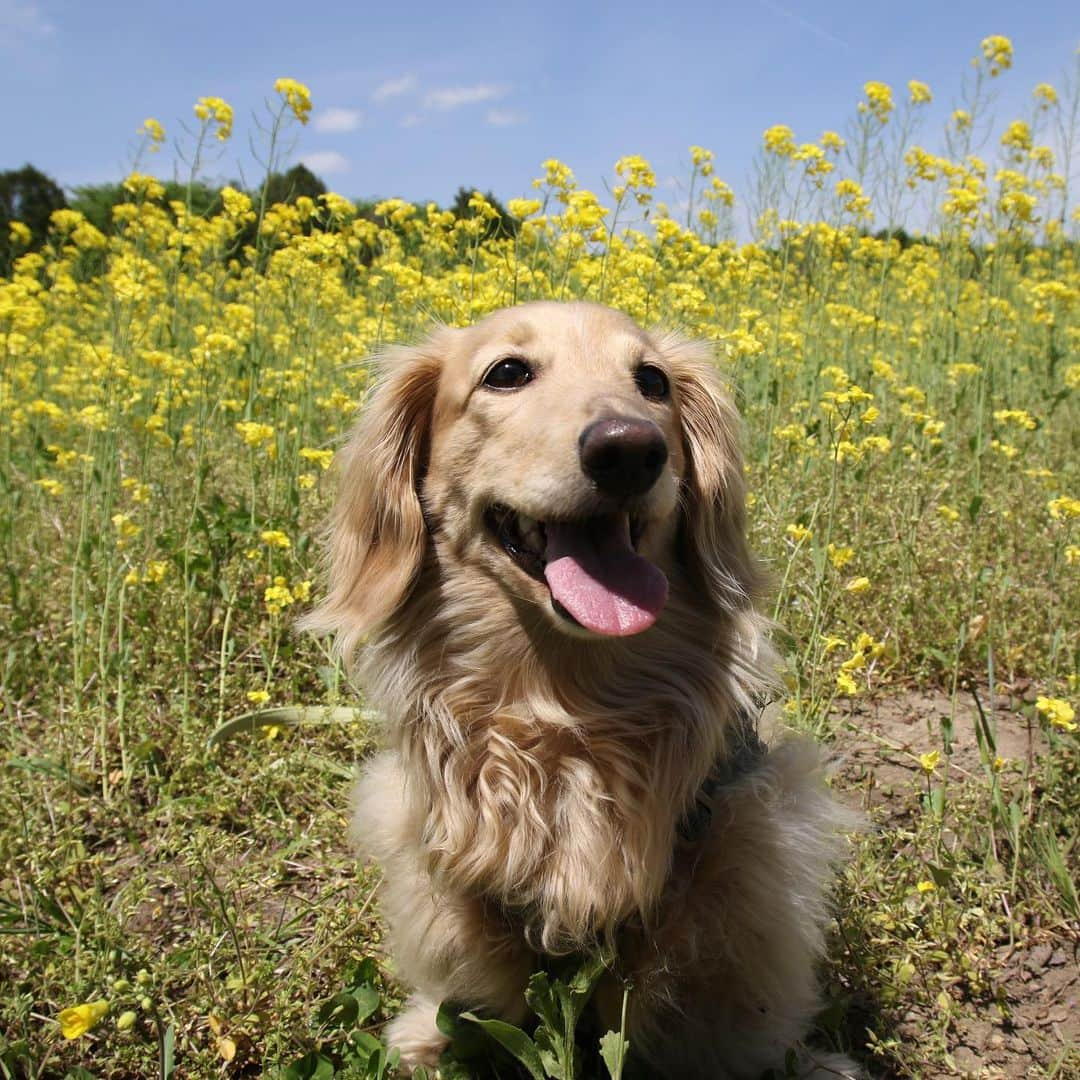 ハッチ＆ニコさんのインスタグラム写真 - (ハッチ＆ニコInstagram)「🌼🐶🌼 #菜の花  #カメラ嫌い同好会 #pecoいぬ部 #犬の生活が第一 #癒しわんこ #dachshund #犬バカ部 #短足部 #ふわもこ部 #tokyocameraclub #東京カメラ部」5月21日 20時08分 - hacth427