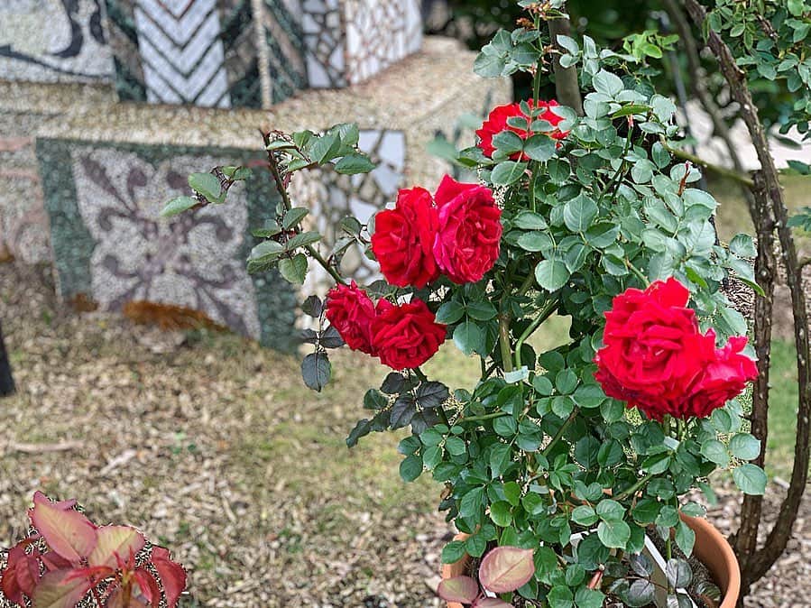 尾崎ななみさんのインスタグラム写真 - (尾崎ななみInstagram)「❁ ㅤㅤㅤㅤㅤㅤㅤㅤㅤㅤㅤㅤㅤ 日本初のヴェネチアン・グラス専門の美術館 #箱根ガラスの森美術館  ㅤㅤㅤㅤㅤㅤㅤㅤㅤㅤㅤㅤㅤ 風にゆれてキラキラ光るガラスが凄く綺麗でした◡̈♥︎ㅤㅤㅤㅤㅤㅤㅤㅤㅤㅤㅤㅤㅤ ㅤㅤㅤㅤㅤㅤㅤㅤㅤㅤㅤㅤㅤ 庭園のガラスのアーチや、薔薇が印象的だったなぁ。 ㅤㅤㅤㅤㅤㅤㅤㅤㅤㅤㅤㅤㅤ 本物のお花も沢山咲いていて、ゆっくりお散歩♬ ㅤㅤㅤㅤㅤㅤㅤㅤㅤㅤㅤㅤㅤ  レストランで食べたジェノベーゼが、めちゃくちゃ美味しかった‼︎( •ө• ) ㅤㅤㅤㅤㅤㅤㅤㅤㅤㅤㅤㅤㅤㅤㅤㅤㅤㅤㅤㅤㅤㅤㅤㅤ  ㅤㅤㅤㅤㅤㅤㅤㅤㅤㅤㅤ ㅤㅤㅤㅤㅤㅤㅤㅤㅤㅤㅤㅤㅤ  ㅤㅤㅤㅤㅤㅤㅤㅤㅤㅤㅤㅤㅤ ㅤㅤㅤㅤㅤㅤㅤㅤㅤㅤㅤㅤㅤ ㅤㅤㅤㅤㅤㅤㅤㅤㅤㅤㅤㅤㅤ ✧︎*⑅୨୧┈┈┈┈୨୧⑅* ❁︎⑅୨୧┈┈┈┈୨୧⑅✧︎*。 #神奈川#箱根#旅#観光#芸術#箱根旅行#旅したくなるフォト#尾崎ななみ」5月21日 20時17分 - nanami_ozaki_73