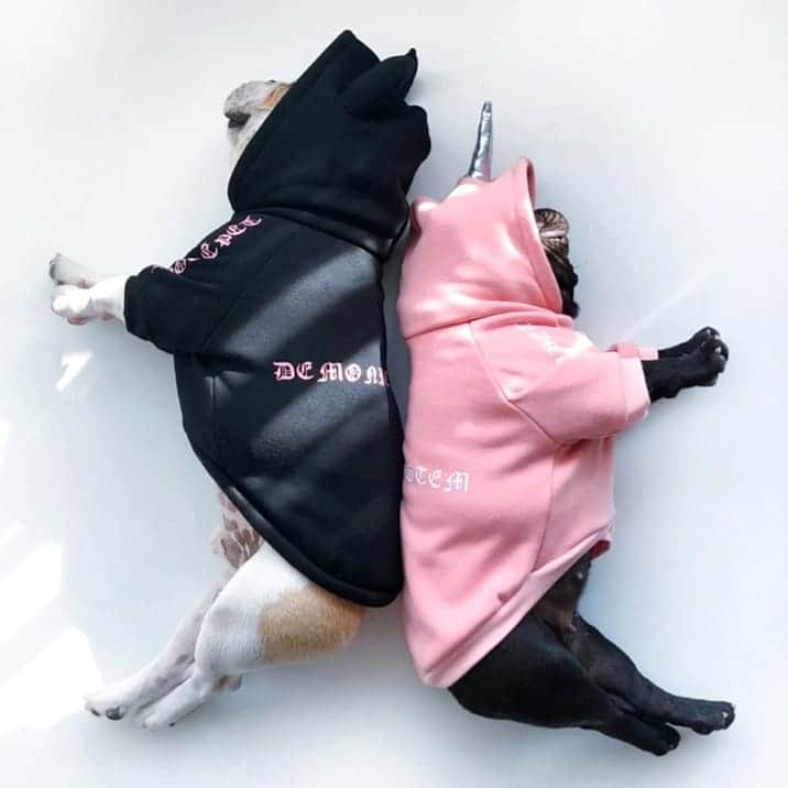 French Bulldogさんのインスタグラム写真 - (French BulldogInstagram)「Is your French Bulldog Devil or Angel? 😈🦄 Shop hoodies by CLICKING THE LINK IN OUR BIO 🔝🔝🔝 . . . . . #reversibleharness #frenchiehoodie #frenchieharness#dogclothes #dogharness  #frenchie #frenchbulldog #frenchiepuppy #bully #bulldog#bulldogfrances #フレンチブルドッグ #フレンチブルドッグ #フレブル #ワンコ #frenchiesgram#frenchbulldogsofinstagram #ilovemyfrenchie #batpig #buhi#squishyfacecrewbulldog #frenchie #frenchieworld」5月21日 20時25分 - frenchie.world