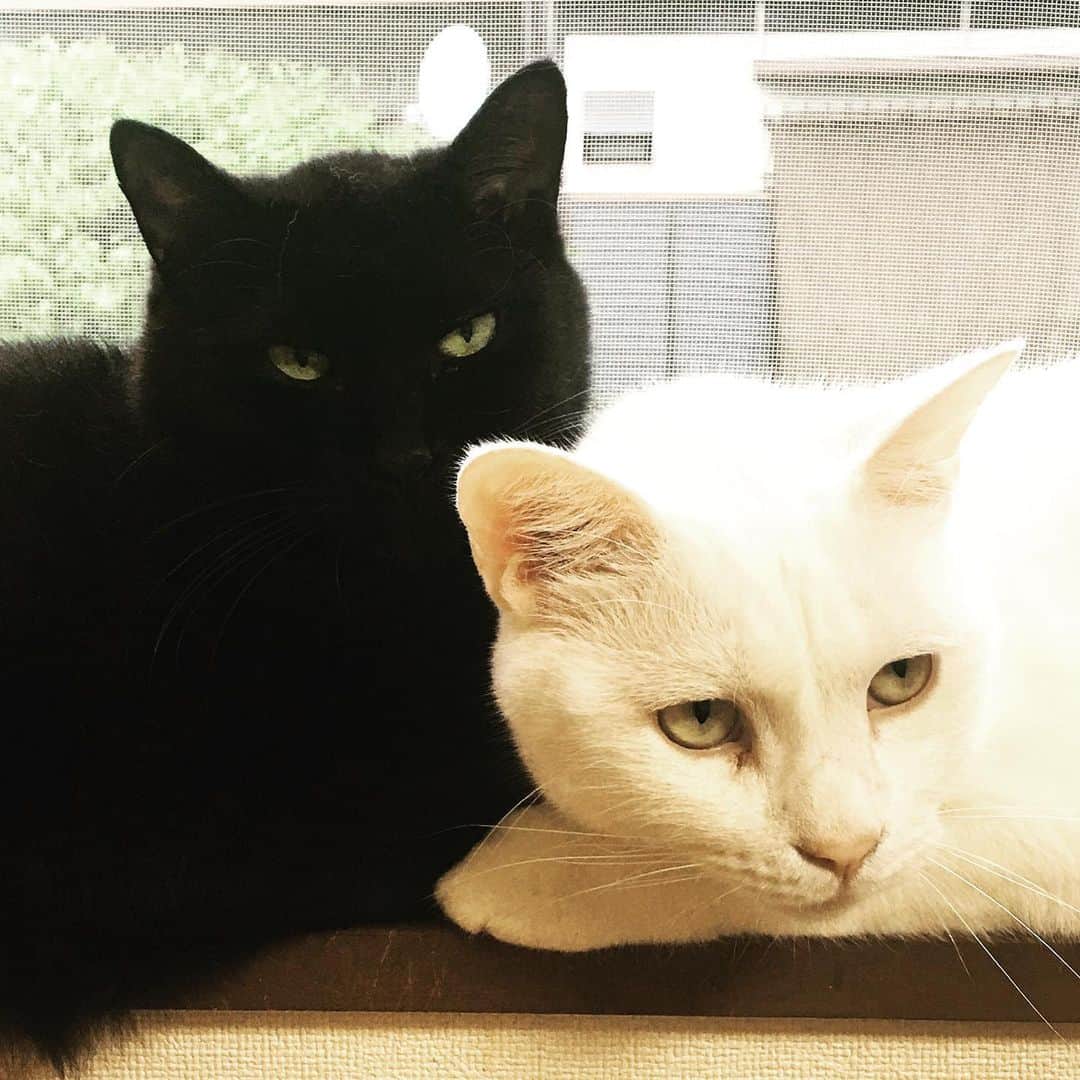 金巻ともこさんのインスタグラム写真 - (金巻ともこInstagram)「窓際のふたり #kurohakuchai #猫多頭飼い #whitecat #blackcat #猫 #白猫 #黒猫 #cat」5月21日 20時42分 - tomotomoco