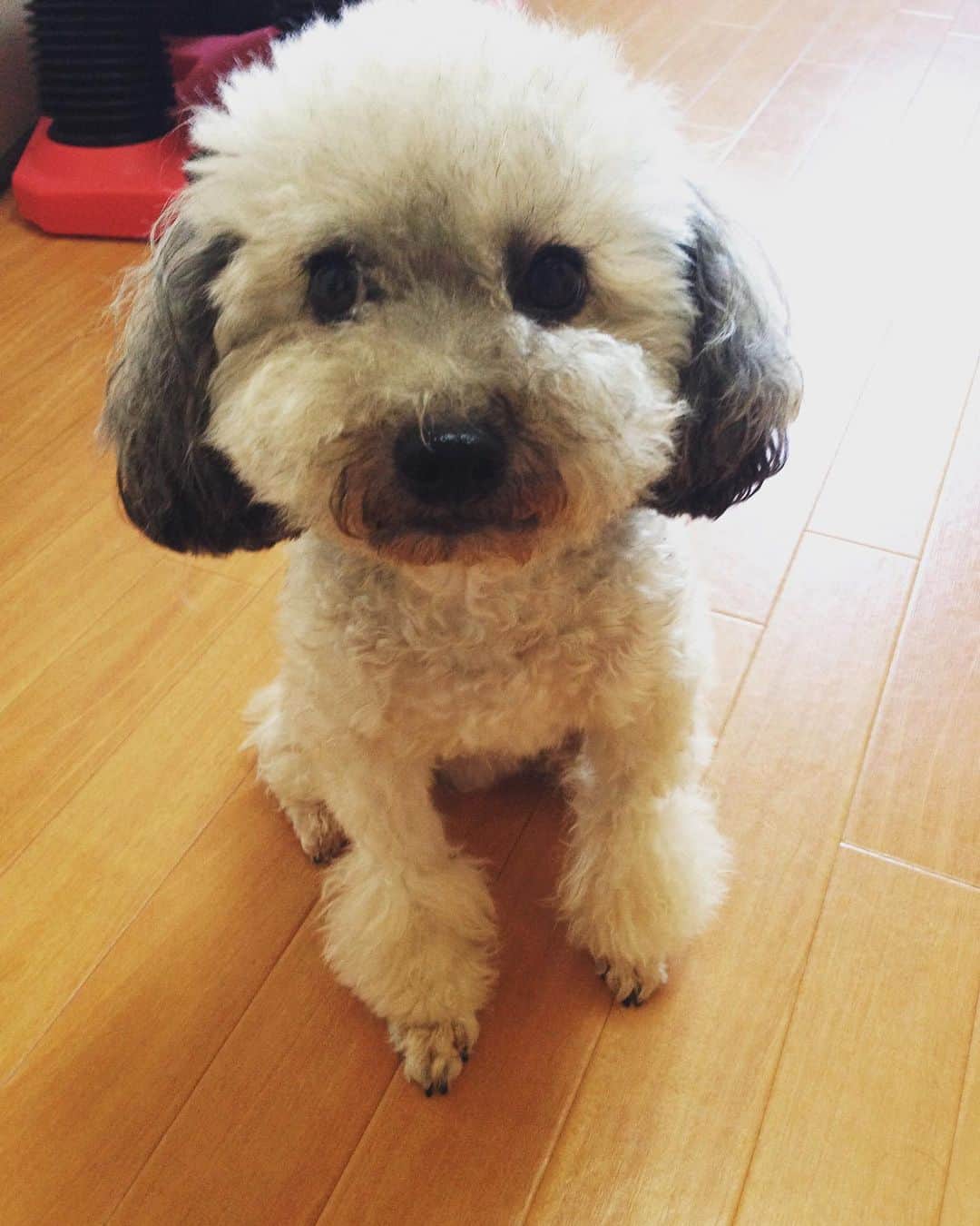 大塚莉奈のインスタグラム：「バロンちゃん♩  #愛犬 #バロン #トイプードル #toypoodle #dog #dogstagram #instagood」