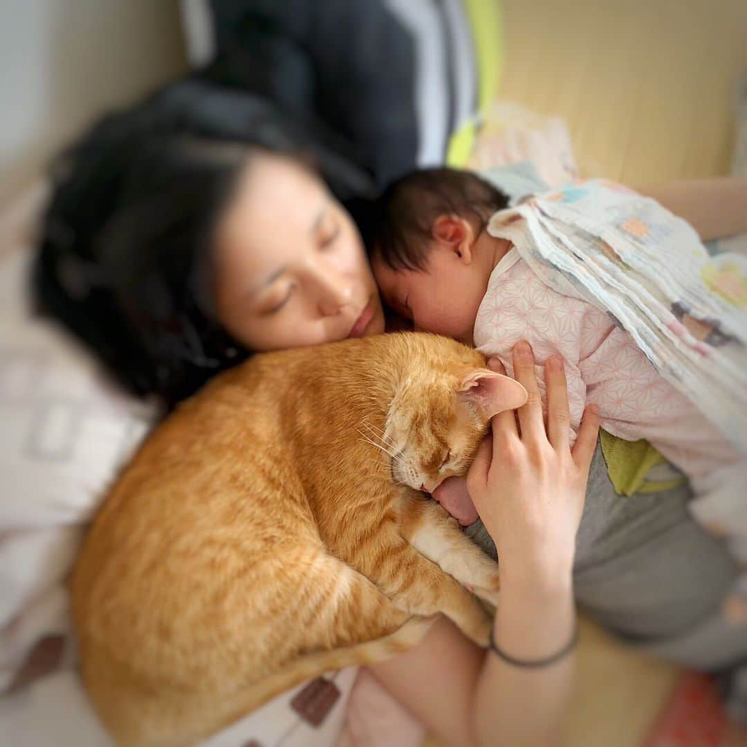 ねこさんのインスタグラム写真 - (ねこInstagram)「疲れ切って寝ていたら…子供ももネコ(ハンゾウくんです💕)も集合してくれてた😂❣️ギューッ😍しあわせだな☺️ #neko_magazine #ねこ #猫 #ネコ #catstagram #cat #ねこマガジン #NEKONOBA」5月21日 20時59分 - neko_magazine