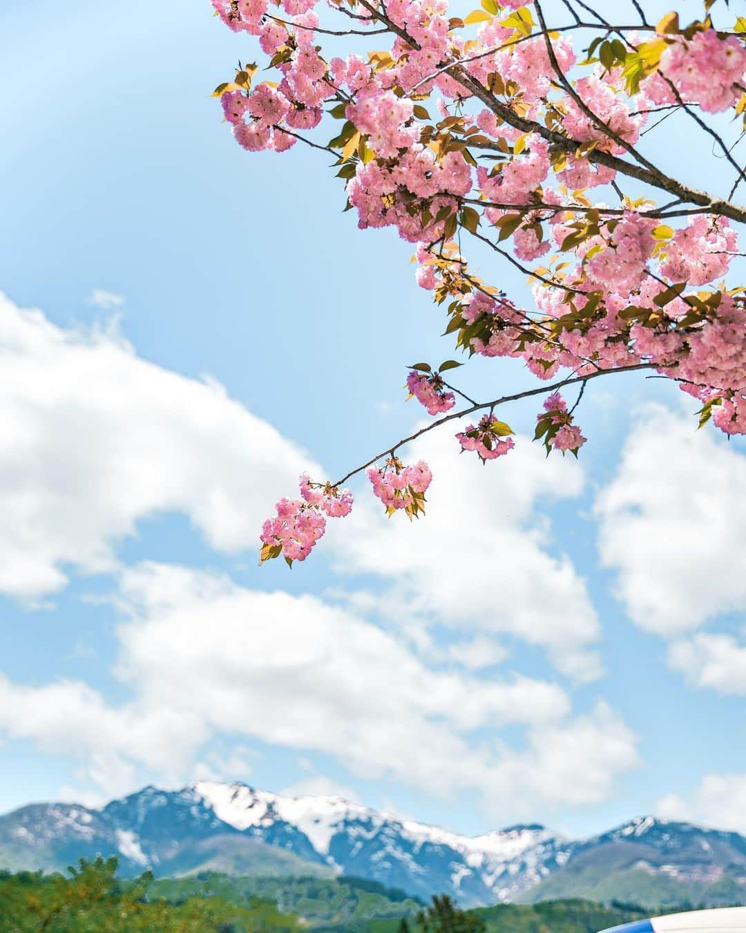 6151さんのインスタグラム写真 - (6151Instagram)「皐月と桜。」5月21日 21時19分 - 6151