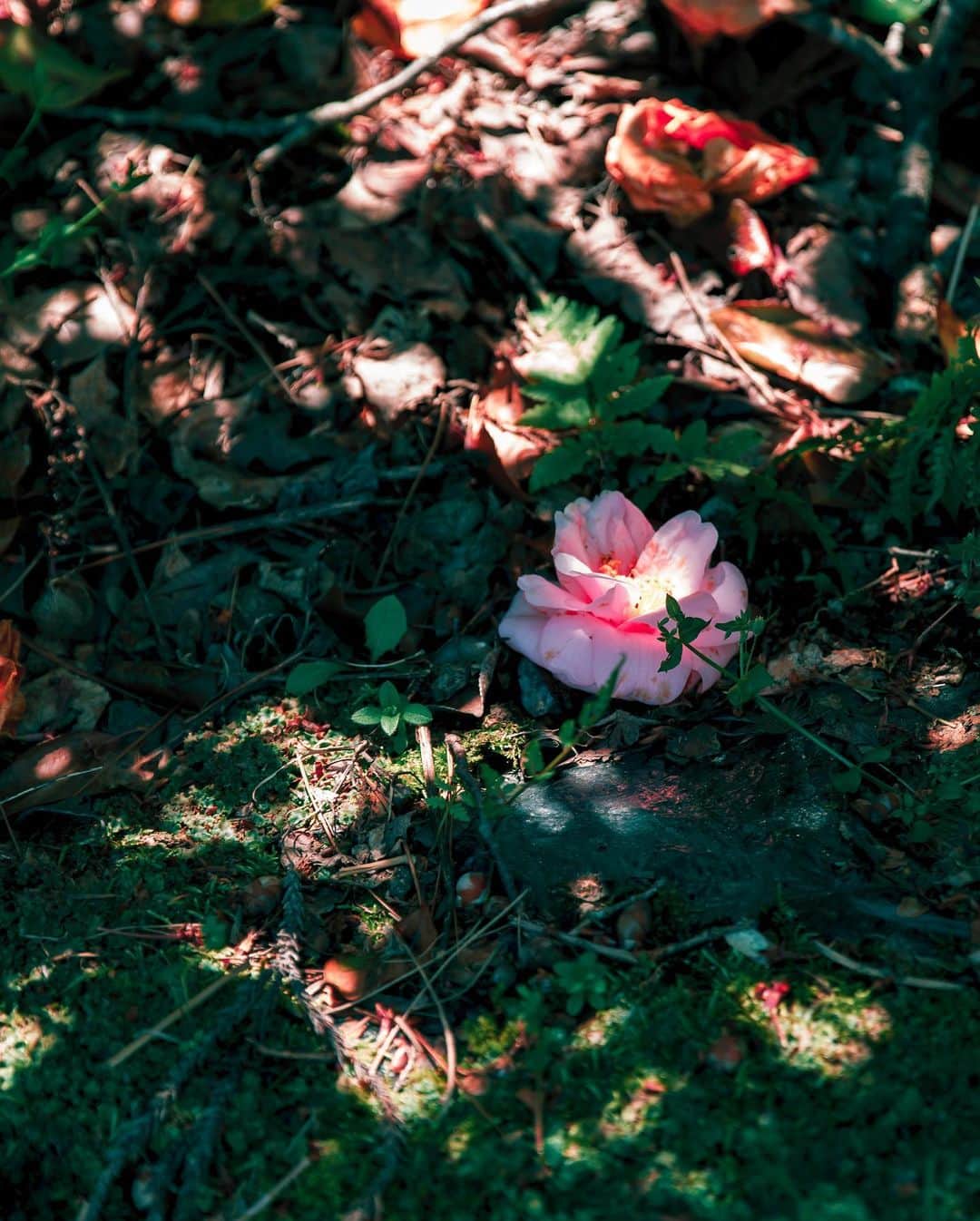 6151さんのインスタグラム写真 - (6151Instagram)「皐月と桜。」5月21日 21時19分 - 6151