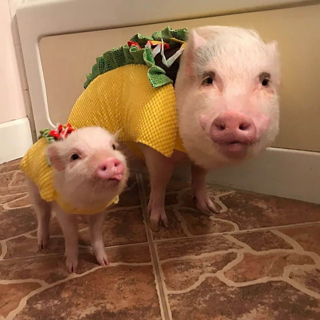 Priscilla and Poppletonさんのインスタグラム写真 - (Priscilla and PoppletonInstagram)「Let’s taco bout how proud Pop was of Penn that time he pulled off #TacoTuesday, #TongueoutTuesday and #TwinTuesday all on the same day!🐷🌮🐷😛#twintacos #minitaco #cousinlove #PopandPenn #PrissyandPop」5月21日 21時13分 - prissy_pig