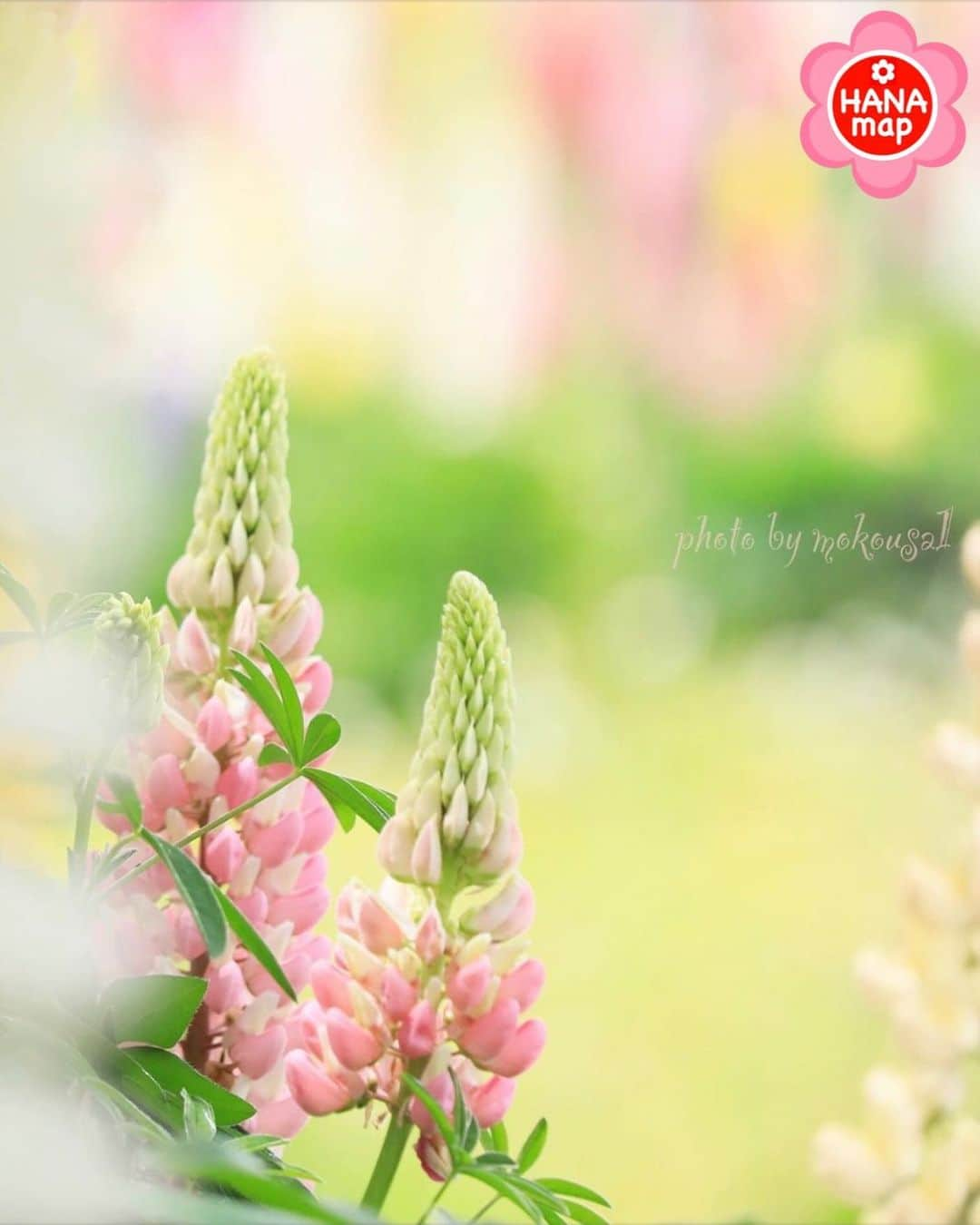 はなまっぷ❁日本の花風景さんのインスタグラム写真 - (はなまっぷ❁日本の花風景Instagram)「🌸美しく心を寄せ合い花まるを🌸 * @mokousa1 さんの  素敵なお花に花まるを💮 * みなさんと、そしてお花たちとも 心を寄せ合いながら楽しむ 「#はなまっぷの楽しいお写んぽ教室」 * 花まる気分な1日をありがとうございました😊🌸 * photo select by 🌸はなまっぷ @hanamap🌸 * 🌸•••🌸•••🌸•••🌸•••🌸•••🌸 * #はなまっぷ」5月21日 21時15分 - hanamap