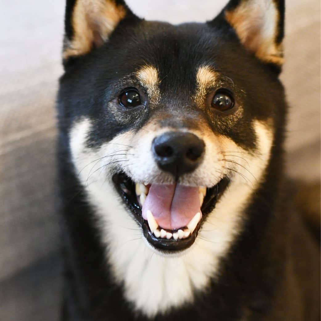 ?Fricko the Shiba Inu?のインスタグラム：「😆😆 🐾 🐾 🐾 #Keaton #🐶 #shiba #shibainu #dog #柴犬 #黒柴 #子犬 #shibalovers #shibaholics #dogoftheday #dogslife #weeklyfluff  #dogstagram  #dogscorner #shibapuppy #puppiesofinstagram」