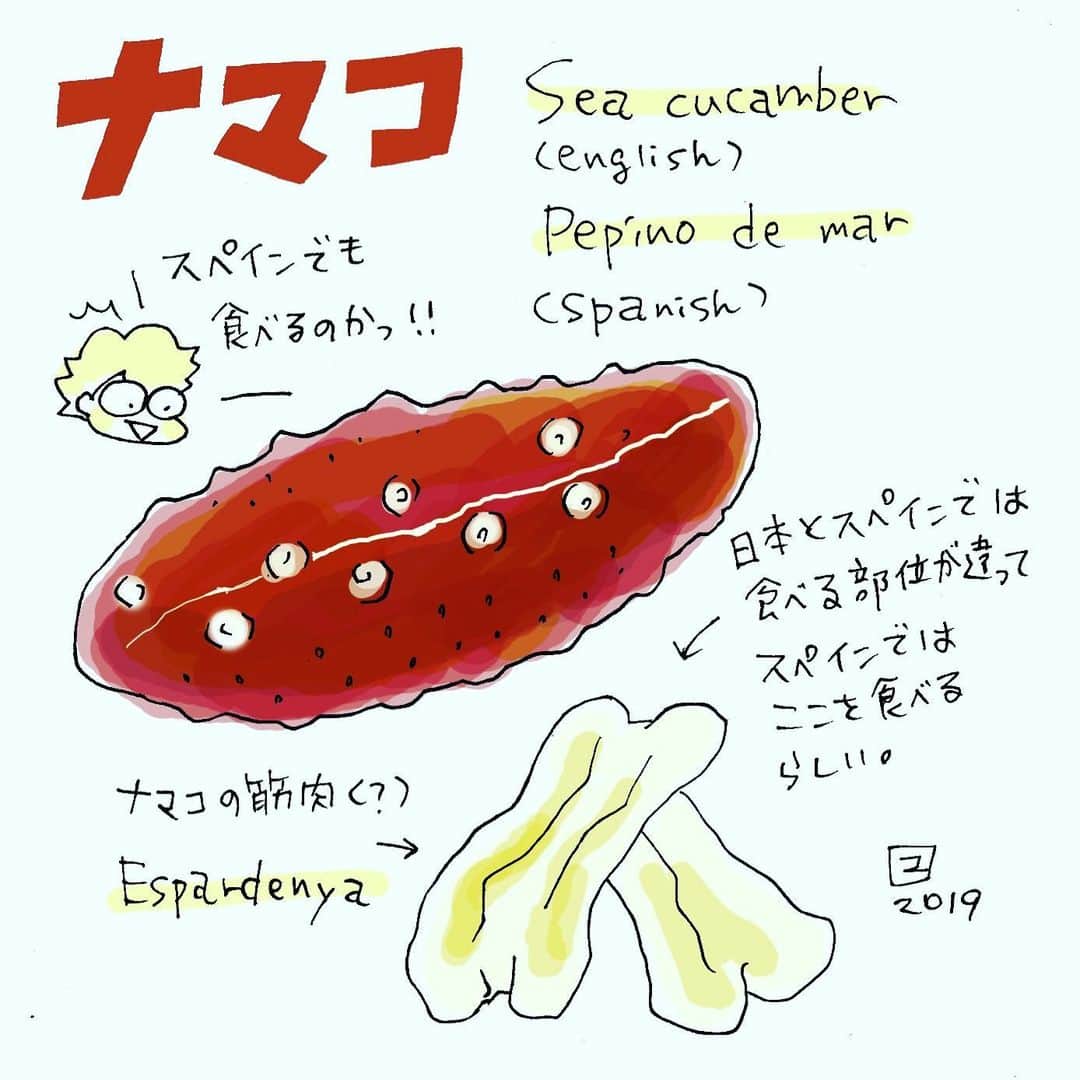 のインスタグラム：「(日本語は下)I didn’t know to eat sea cucumbers in Spain! ☆ No sabía comer pepinos de mar en España！😳 ☆ このまえ行った店に「ナマコのパエリア」があってビックリして調べたら、スペインでもナマコ食べるらしい。知らなかった！😳 そのときパエリアは頼めなかったけど、ぜひどこかでスペインナマコ食べたい。でもナマコのスペイン語がすぐ忘れちゃうので覚えるために描いてみた。 ☆ #スペイン #バルセロナ #スペイン語 #スペイン#pepinodemar #spain #barcelona #español #españa #estudiarespañol #ilustración #ilustrador #comilona #dibujos #pintar #artista #japonesa #comida #comidaespañola #manga #comic #illustrator」