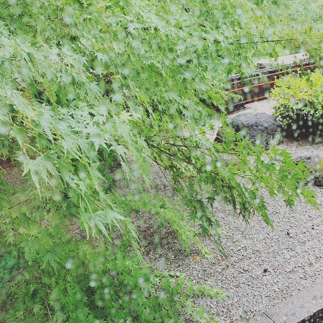 木村了さんのインスタグラム写真 - (木村了Instagram)「四川での写真。  帰りに新緑の紅葉を撮っていたら、奥さんに盗撮されてた。  #久しぶりの休日 #満喫」5月21日 21時40分 - r_k0923