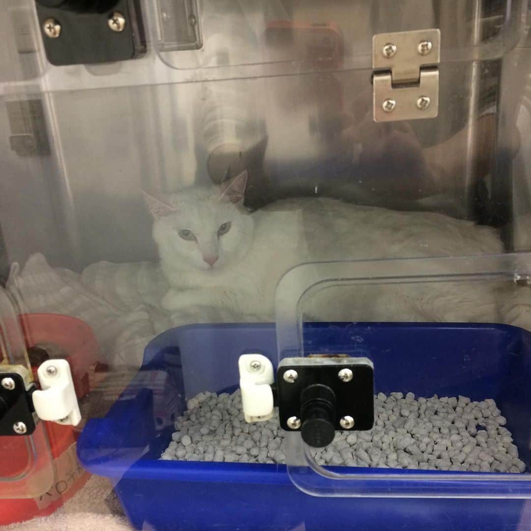 岡田屋鉄蔵のインスタグラム：「入院3日目。広い部屋に引っ越してました。くつろいだり毛繕いできるくらいに。良かったね」