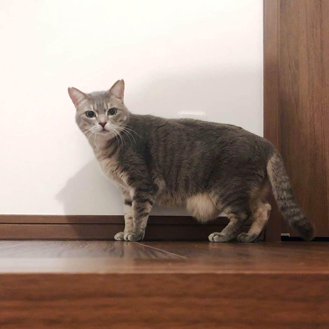 のインスタグラム：「✼ お腹になんか入ってる😂💕 * * #美ニャン祭 #猫love祭 #pecoマガジン表紙デビュー #pecoねこ王子 #ねこにすと9有楽町 #猫八写真クラブ展2019 #ペティオ柴公園 #ビューティープロコンテスト @beautypro_contest * #catsofinstagram #instacat_meows #rakutenpet #nyancon01 #関西ねこ部 #ふわもこ部 #ペコねこ部 #ペトこと猫部 #無敵の親バカ同盟 #スタペグラム #猫びよりプラス #ねこのきもち #ねこのいる暮らし #今日のうちの子🐶🐱 #サンデイ #朝ワンコ夕ニャンコ * #fukushincha #marikill66_0521」
