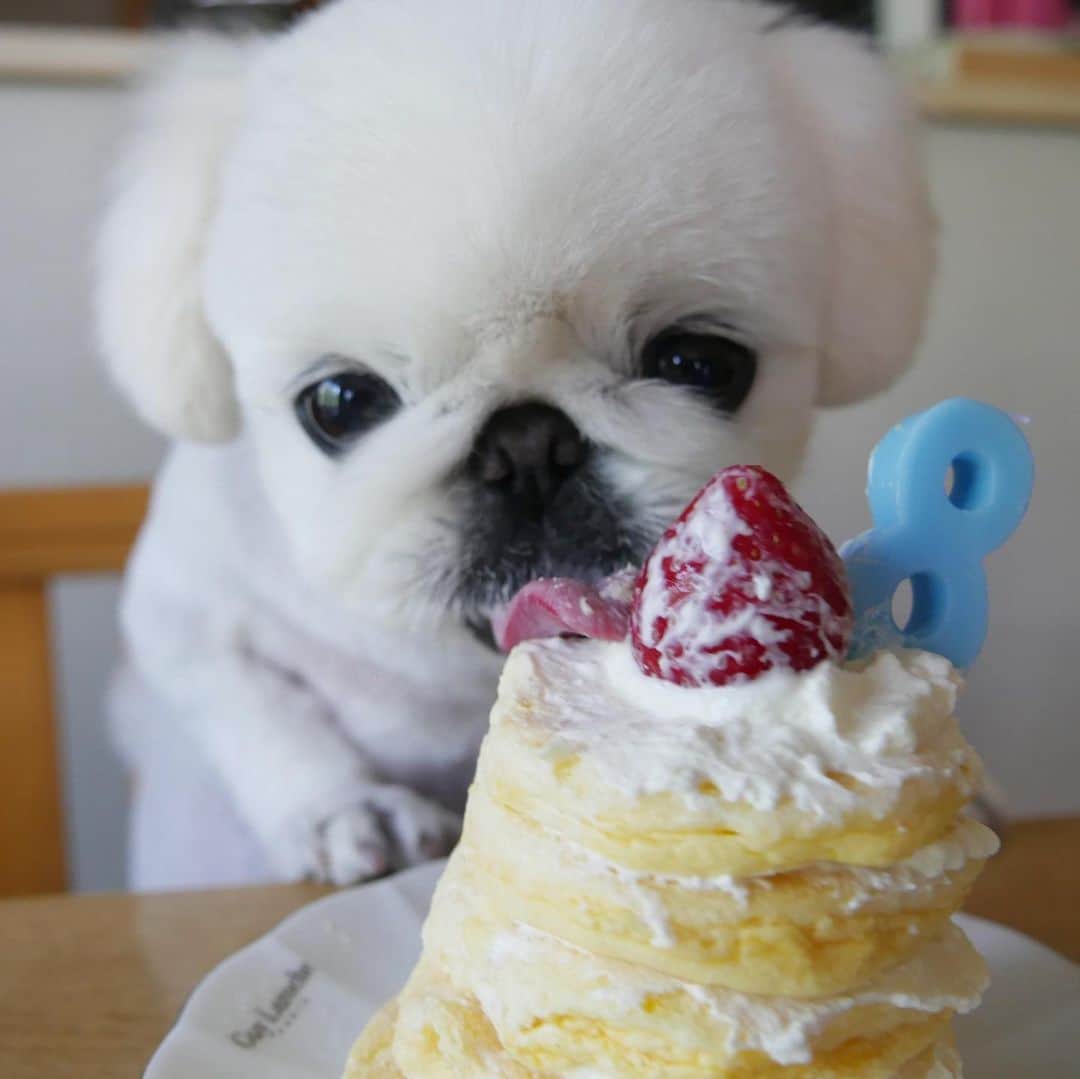 のインスタグラム：「🐣5月20日🎂🎉﻿﻿ こなつ8歳になりました🐶💕﻿﻿ これからも元気いっぱい﻿﻿ ニコニコにーず🌈な毎日過ごそうね🥳💛﻿ ﻿ 今年は手作りケーキ👩🏼‍🍳💕﻿ 豪快に食べてくれて嬉しにーず😂💕﻿ ﻿ #party﻿」