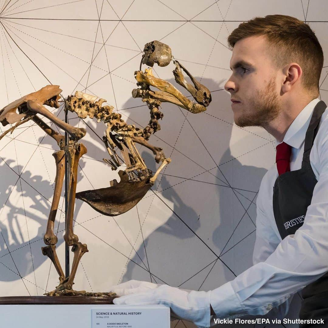 ABC Newsさんのインスタグラム写真 - (ABC NewsInstagram)「A near complete Dodo bird skeleton from Mauritius dated before 1690 is at a photocall for Christie’s Science and Natural History auction house in London. #dodobird #skeleton #christies」5月21日 22時44分 - abcnews