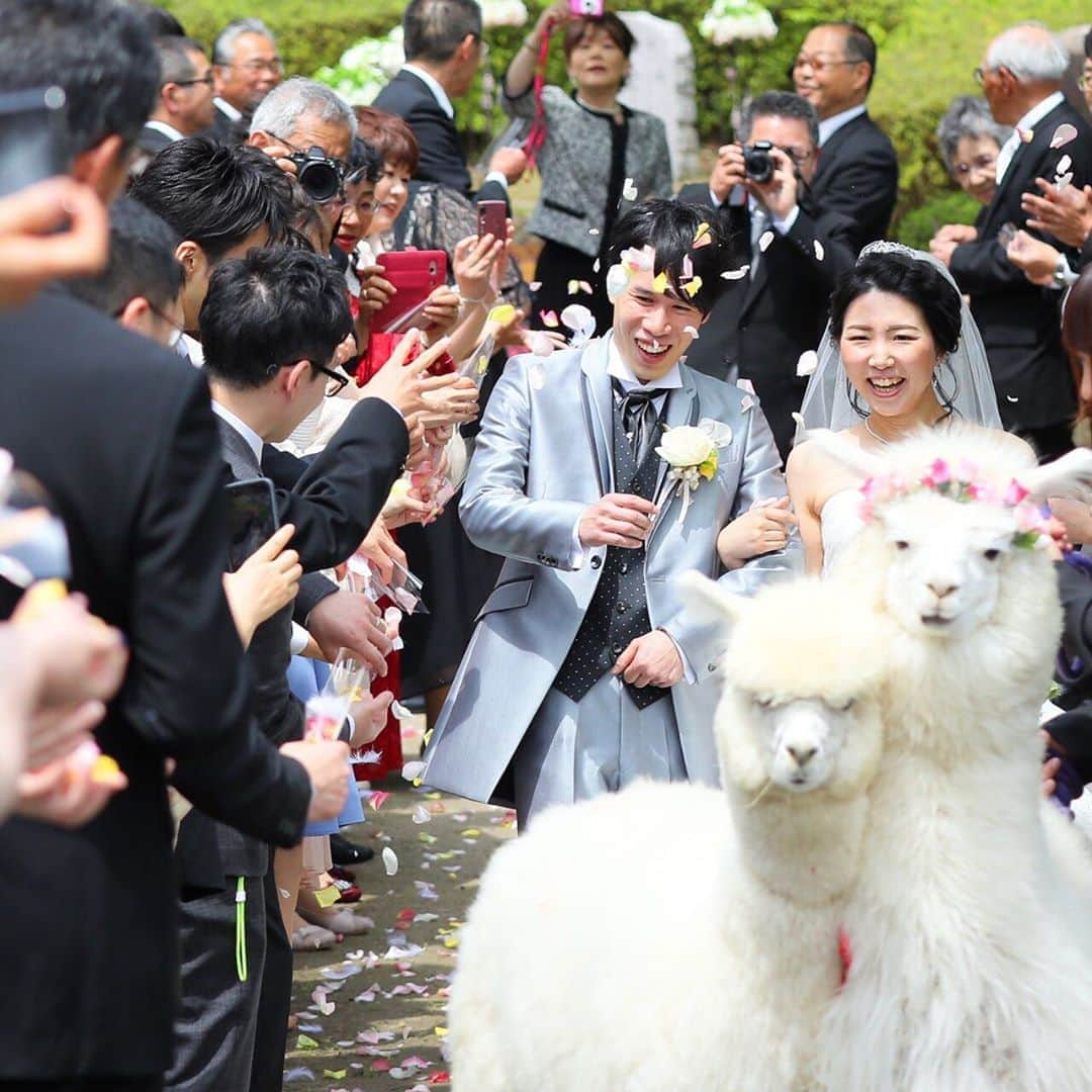 ブライダル グランシア須賀川《福島県須賀川市：結婚式場》さんのインスタグラム写真 - (ブライダル グランシア須賀川《福島県須賀川市：結婚式場》Instagram)「アルパカさんに先導されて緑のバージンロードを進むお2人🌿🦙🌿🦙フラワーシャワーで華やかさもプラス🌸✨💕 *  #須賀川の結婚式場 #須賀川結婚式 #グランシア須賀川 #グランシア #オリジナルウェディング #wedding #happy #プレ花嫁 #プレ花婿 #貸切 #結婚式 #ブライダル #オシャレ #人気式場 #幸せ結婚式 #ナチュラル #japan #sukagawa #アルパカ #アルパカウェディング #🦙」5月21日 22時44分 - granciasukagawa