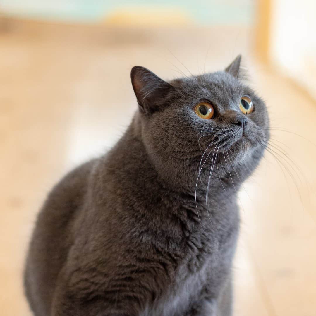 マアルのインスタグラム：「ブルちゃん #🐱 #猫好きさんと繋がりたい #北海道 #旭川市 #ペットホテル #ロシアンブルー」