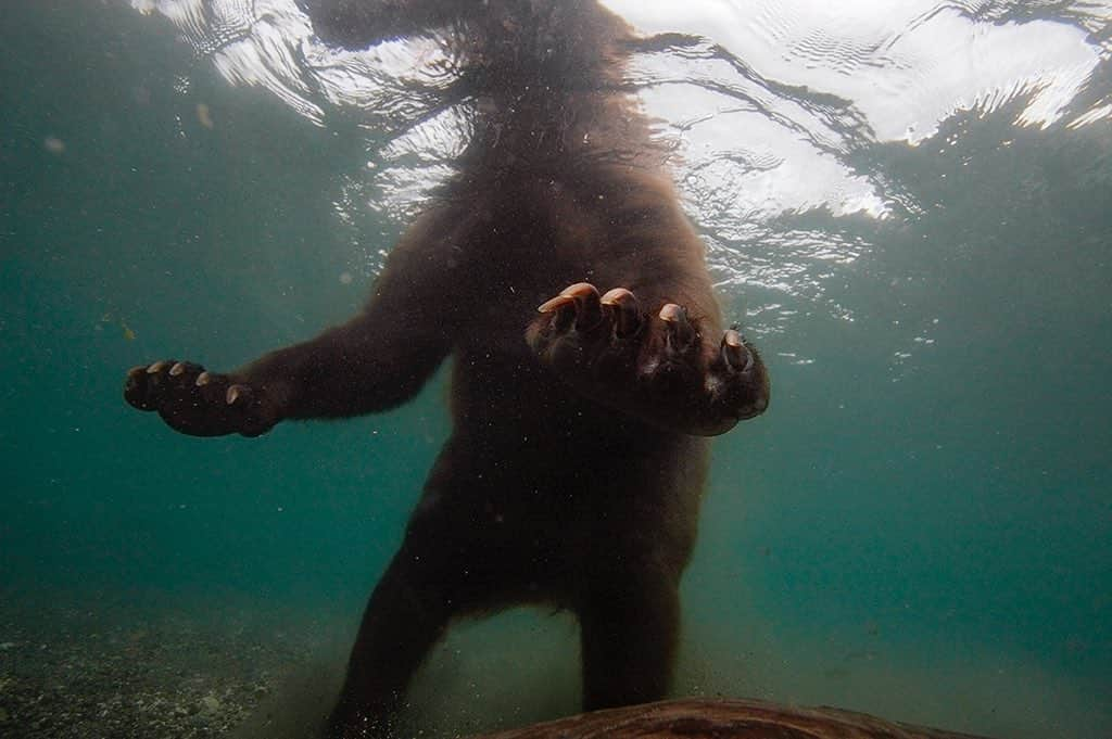 National Geographic Creativeさんのインスタグラム写真 - (National Geographic CreativeInstagram)「Photo by @randyolson | A brown bear swims through Kurilskoye Lake in Russia, hunting for salmon with his head above water. #BrownBear #Russia #Wildlife」5月21日 23時05分 - natgeointhefield