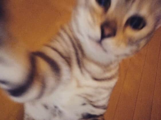 森郁月さんのインスタグラム写真 - (森郁月Instagram)「あーそーべー﻿ の圧が…﻿ 2歳になりました😊﻿ ﻿ #猫 #ベンガル #cat #bengal #猫好き #癒し #猫のいる暮らし #幸せ」5月21日 23時01分 - katsukimori1227