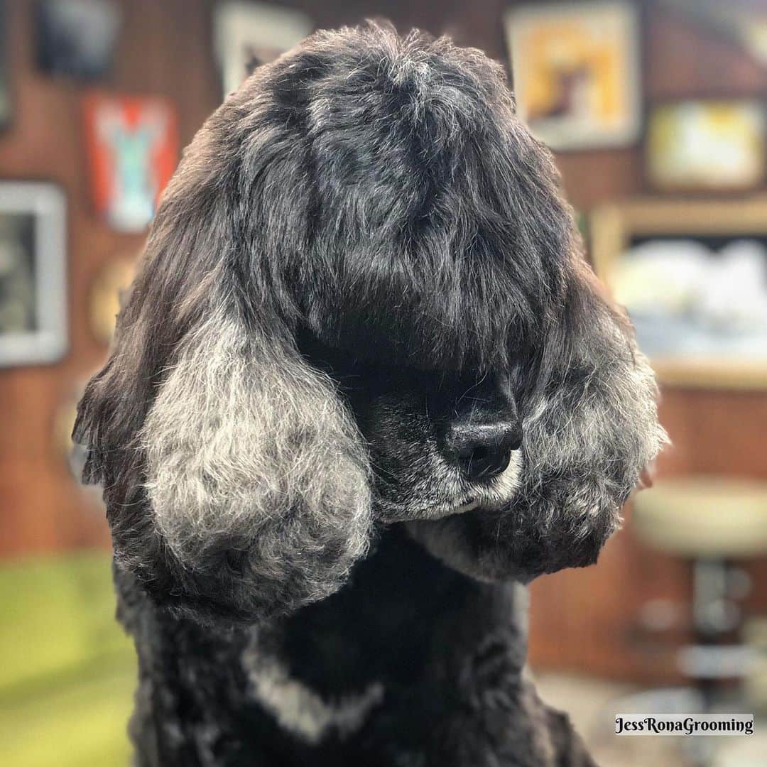 JessRonaGroomingさんのインスタグラム写真 - (JessRonaGroomingInstagram)「When the lady won’t make up her mind if she wants fries, and you are almost done with your shift and you love the Ramones and no one understands you and you’re a cocker spaniel.」5月21日 23時14分 - jessronagrooming