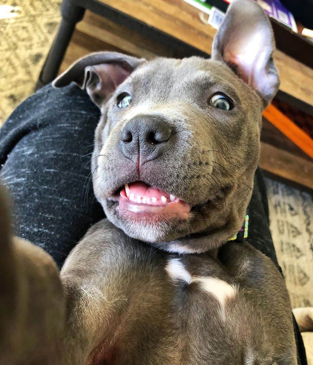 マニーのインスタグラム：「Selfie Pup 😸 @indigodoggo」