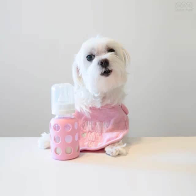 のインスタグラム：「Miss my 🎤😏 ? ・・・・ #taylorswift #taylorswiftme #me @taylorswift  #taylor #taylurking #tswift #tswizzle #iamtheonlyone #mytalkingpet #talkingpet #talkingdog #thisisme #meme #mememe #singingdog #iamfunny #taytay #taytayswift #swifties #doginsta #dogstyler#dogstyle🐶 #dallastx  #dallasdogs #texasdog #dogslife#hiarod #arod #maltese」