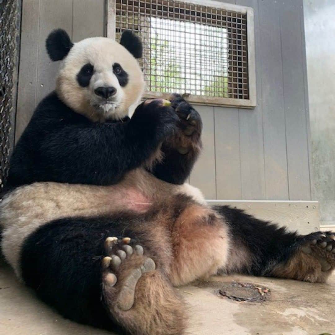 スミソニアン国立動物園さんのインスタグラム写真 - (スミソニアン国立動物園Instagram)「Roughly a month and a half after Mei Xiang’s artificial insemination, things at the David M. Rubenstein Family Giant Panda Habitat are settling into their regular routine. For the pandas that means bamboo feedings punctuated by naps. Mei Xiang’s breeding season is finished, though Tian Tian is still showing signs of rut, and Bei Bei is growing as quickly as the bamboo shoots.  Keepers started practice-ultrasounds with Mei Xiang last week to get her comfortable with the equipment and back into the routine of doing them. It is still too early to see any changes in her reproductive tract, but having an established routine will make it more likely that she will continue to participate in ultrasounds at the end of a pregnancy or pseudopregnancy when her hormonal changes make her less interested in food and interacting with keepers and more sensitive to noise and unfamiliar people.  Tian Tian and Mei Xiang have both been receiving laser therapy regularly to help arthritis in their left shoulders. Veterinarians perform the therapy on each of them once each week. During the sessions, either Mei Xiang or Tian Tian (depending on whose day it is for laser therapy) sits in the training chute and is rewarded with some favorite treats for sitting still. It seems to be going well, and they both appear to be doing fine and moving normally.  Bei Bei weighs roughly 260 pounds, making him the same size as Mei Xiang. Some days he weighs in more, other days a little less. He’s still growing, and keepers think that he will be as big, if not larger than, his father, Tian Tian.  And finally, it’s officially the pandas’ favorite season — bamboo shoot season! The shoots are like candy for the pandas, who will spend hours eating as many as they can, so they are really happy right now.  #PandaStory #WeSaveSpecies」5月21日 23時35分 - smithsonianzoo