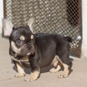 Oprahnbooのインスタグラム：「Chocolate male.  #dogsoftheday #dogsofinstagram #dogiftheworld #frenchiesofinstagram #frenchbulldog #tag #share #loveit」