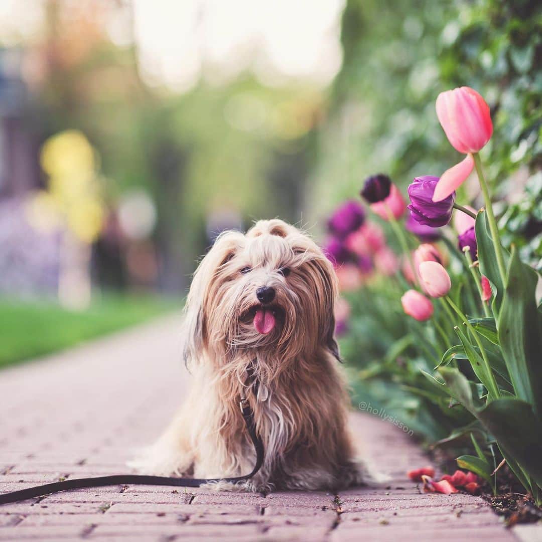 Holly Sissonのインスタグラム：「Happy Tuesday! #tot #Toronto #Havanesedog ~ See more of Oliver, and Alice & Finnegan, on their pet account @pitterpatterfurryfeet ~ Canon 1D X MkII + 85 f1.4L IS @ f1.4 (See my bio for full camera equipment information plus info on how I process my images. 😊) ~ @bestwoof #bestwoof」
