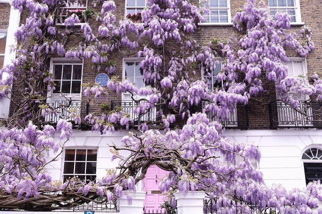 KUNIKAのインスタグラム：「Like a castle of wisteria 💜」