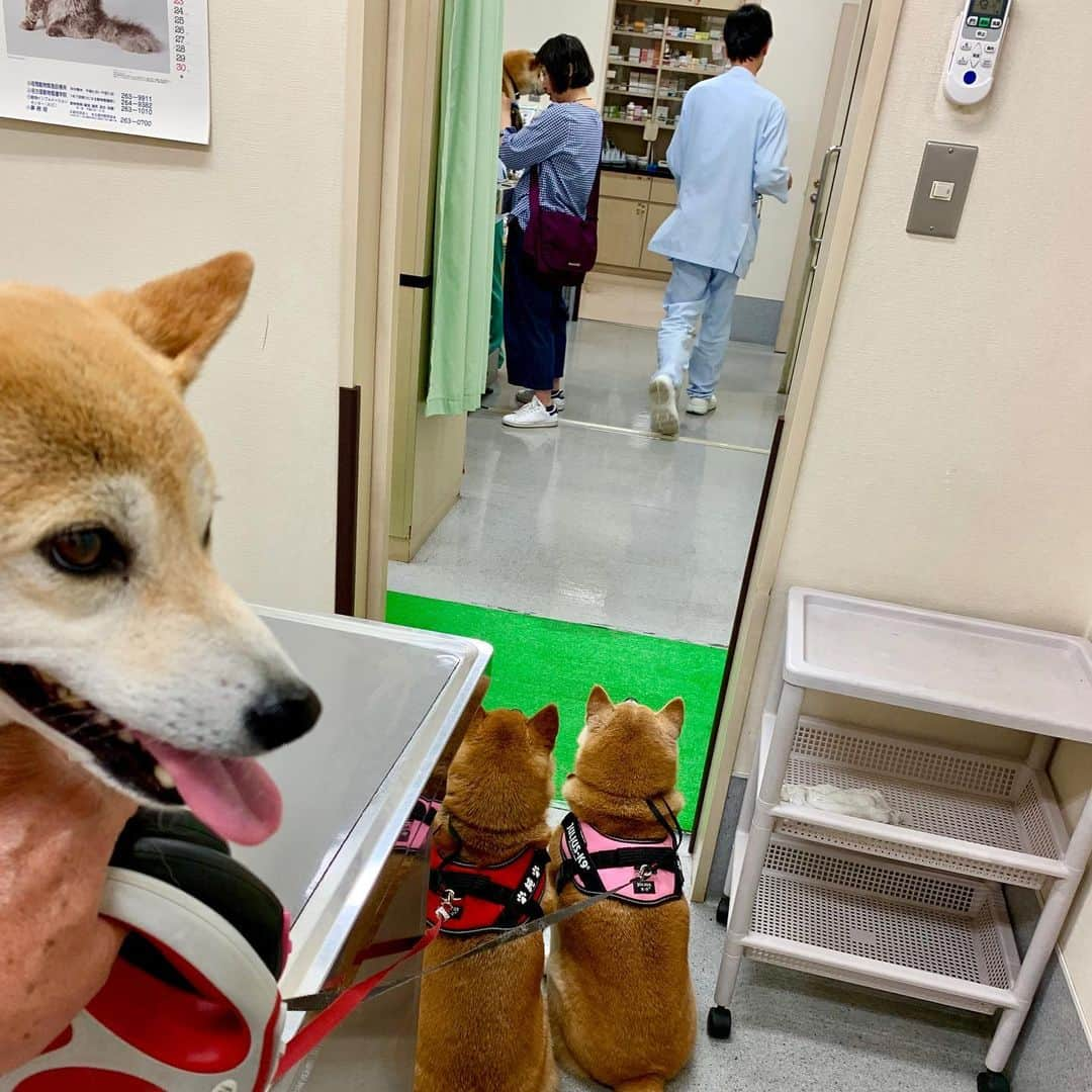 linnmamaさんのインスタグラム写真 - (linnmamaInstagram)「混合ワクチン💉でした〜スワイプしてね😊〜①終了後の笑顔😊〜②ワクチン💉は凜、翔、麗の3柴〜純は9月〜3柴流れ作業でチックン💉〜全員写ってる1枚❤️〜③診察台の上の翔〜④会計待ちのリラックス4柴〜飼い主はドキドキ💓〜諭吉さん、約4枚とお別れして、春の大出費祭り終了🎉〜自動車税、予定納税、市県民税、何で5月に重なっちゃうのかな😰って思うのは私だけ❓  #柴犬#dog#柴犬凜の勇気凜々every day#shibastagram#混合ワクチン」5月22日 0時48分 - linnmama