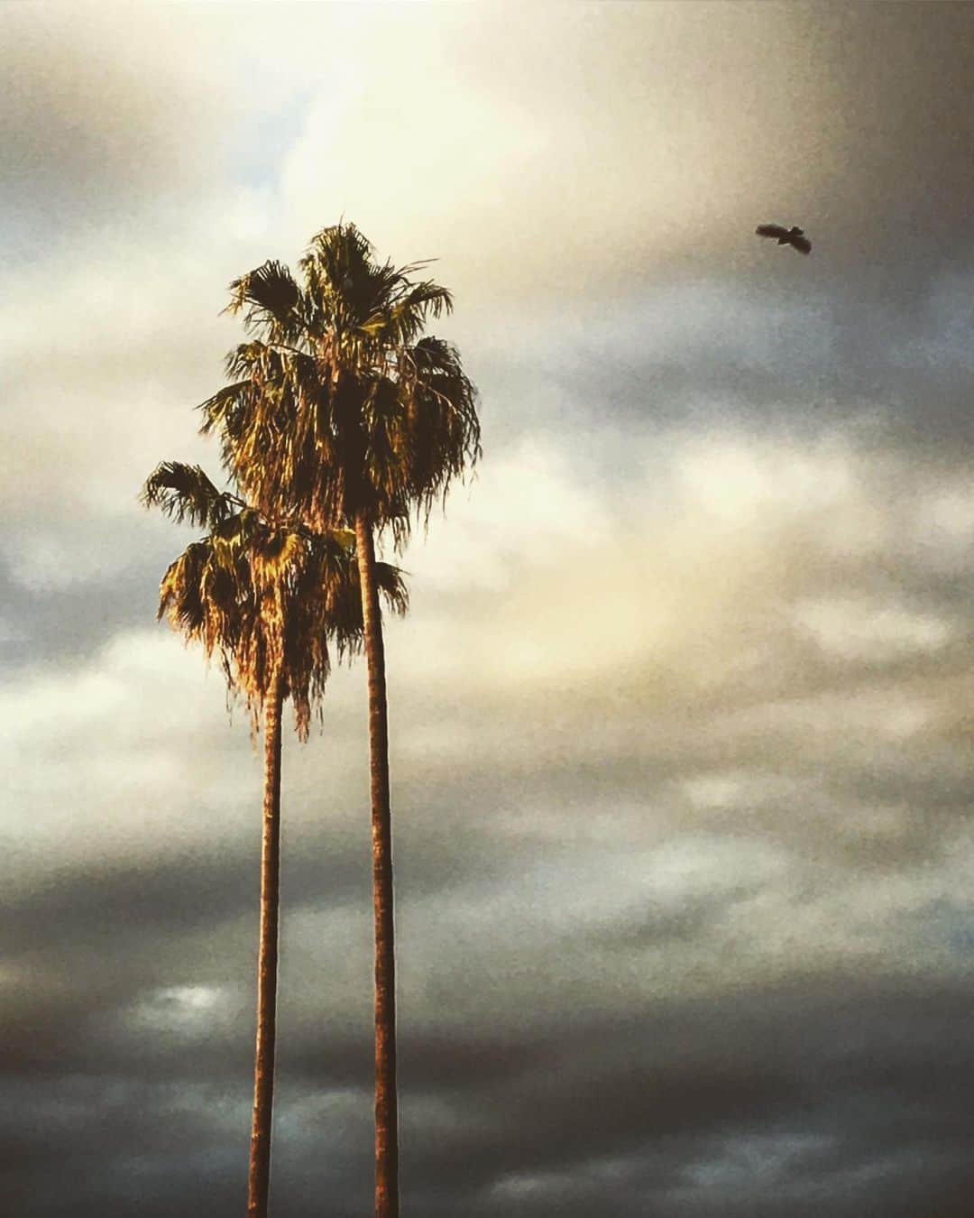 マイケル・マラーキーのインスタグラム：「fly low carrion crow」