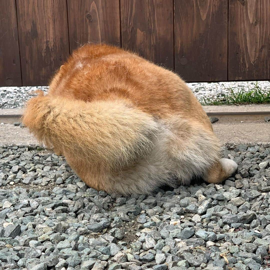 柴犬 たろさんのインスタグラム写真 - (柴犬 たろInstagram)「🐻 耳の下に🍞食パン型の冬毛が残るんだよ🐖 リスの頬袋🐿って言われたよ❤可愛いね💕 🍑 お尻もだいぶ老けてきたね🍓 ✩ ✩ #虫を観察するジジイだよ🐕 #shibainu #japanesedog #柴犬」5月22日 0時53分 - tarochantarochan