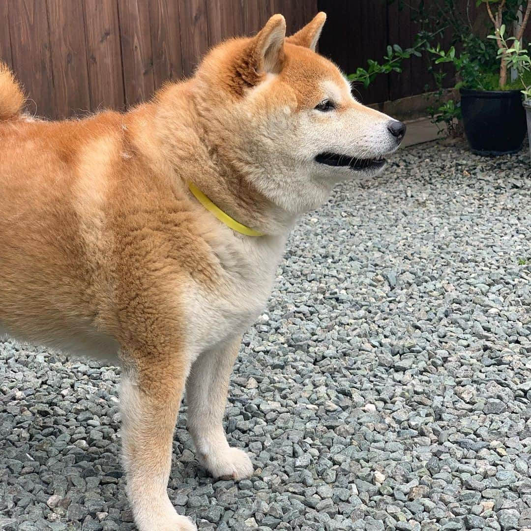 柴犬 たろさんのインスタグラム写真 - (柴犬 たろInstagram)「🐻 耳の下に🍞食パン型の冬毛が残るんだよ🐖 リスの頬袋🐿って言われたよ❤可愛いね💕 🍑 お尻もだいぶ老けてきたね🍓 ✩ ✩ #虫を観察するジジイだよ🐕 #shibainu #japanesedog #柴犬」5月22日 0時53分 - tarochantarochan