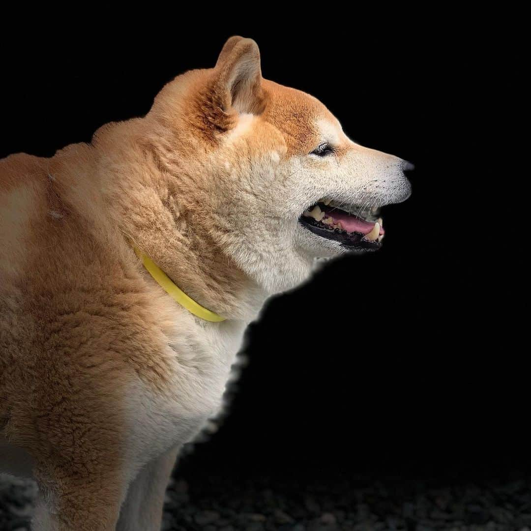 柴犬 たろさんのインスタグラム写真 - (柴犬 たろInstagram)「🐻 耳の下に🍞食パン型の冬毛が残るんだよ🐖 リスの頬袋🐿って言われたよ❤可愛いね💕 🍑 お尻もだいぶ老けてきたね🍓 ✩ ✩ #虫を観察するジジイだよ🐕 #shibainu #japanesedog #柴犬」5月22日 0時53分 - tarochantarochan