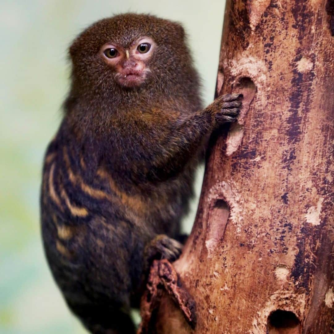 アニマルプラネットさんのインスタグラム写真 - (アニマルプラネットInstagram)「This little grumpy guy is the pygmy marmoset. It's the smallest monkey in the world, growing only as large as the human hand and weighs about as much as a stick of butter. . . . . . . #animalsofinstagram #animalplanet #animaloftheday #wild #wildlife #outdoors #animals #wildanimals #conservation #nature #animallovers #instanature #wildgeography #marmoset」5月22日 1時00分 - animalplanet