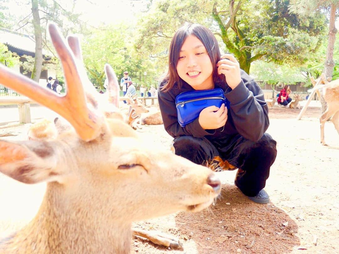 トミーさんのインスタグラム写真 - (トミーInstagram)「奈良でシカを見つけました！  #富永 #奈良」5月22日 1時00分 - tommymizutamaribond