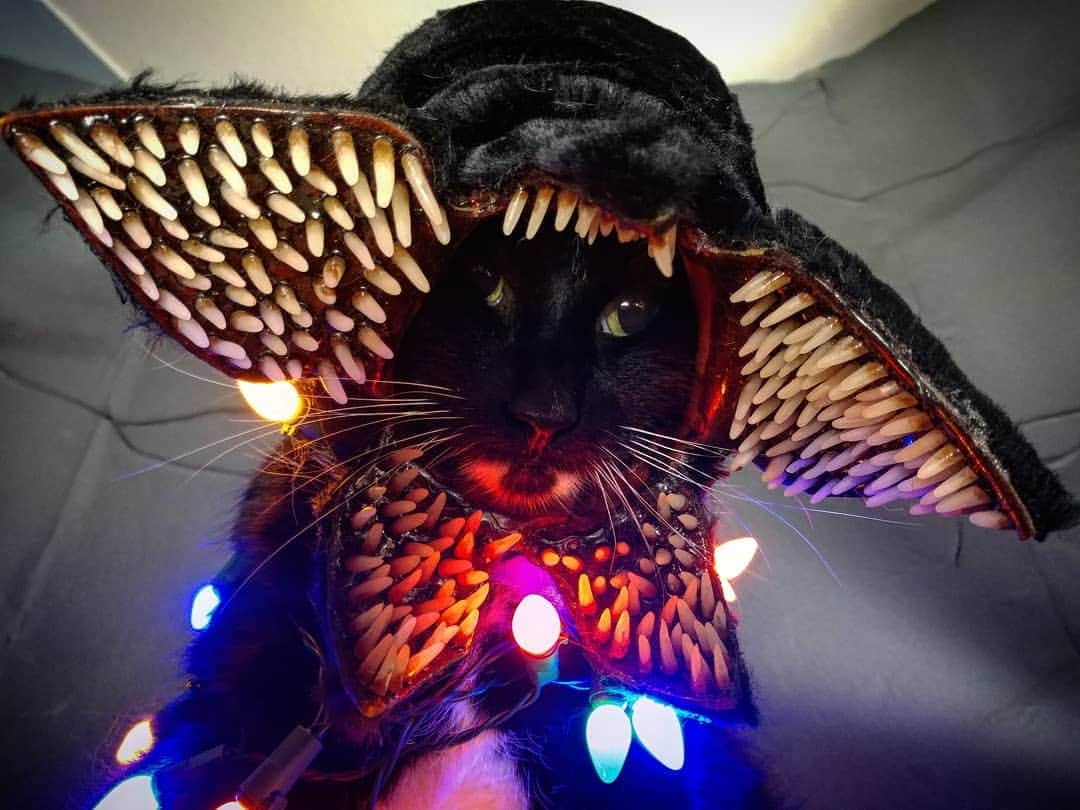 猫コスプレさんのインスタグラム写真 - (猫コスプレInstagram)「"Oh good you're awake, Feed Me" Demogorgon edition.  #StrangerThings #Demogorgon . . . . . . #StrangerThingsCosplay #demogorgoncosplay #strangerthings3 #CatCosplay #cosplay #st3 #horror #feedme #terrifying #PetCostumes #cat」5月22日 1時21分 - cat_cosplay